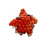 Anello con stella di corallo